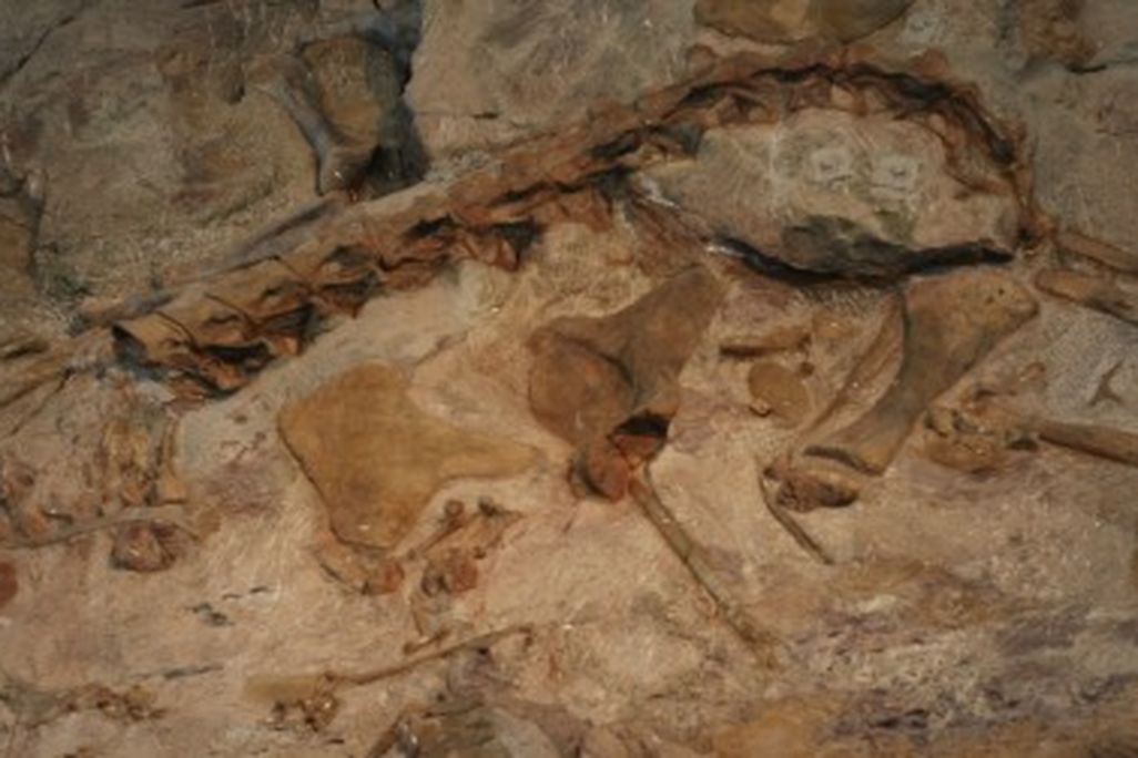 bonebed