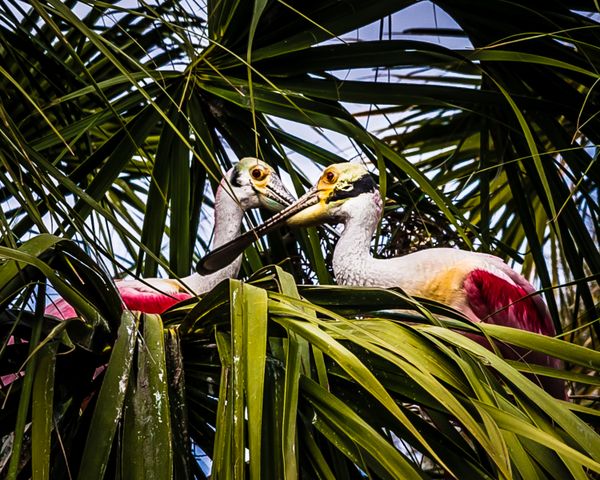 roseate Spoonbill thumbnail