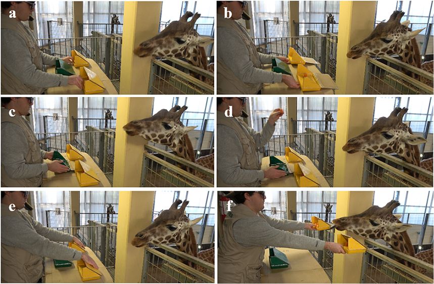 Giraffes Might Be Even Smarter Than We Thought. Some Can Solve Simple Math Problems, a New Study Suggests