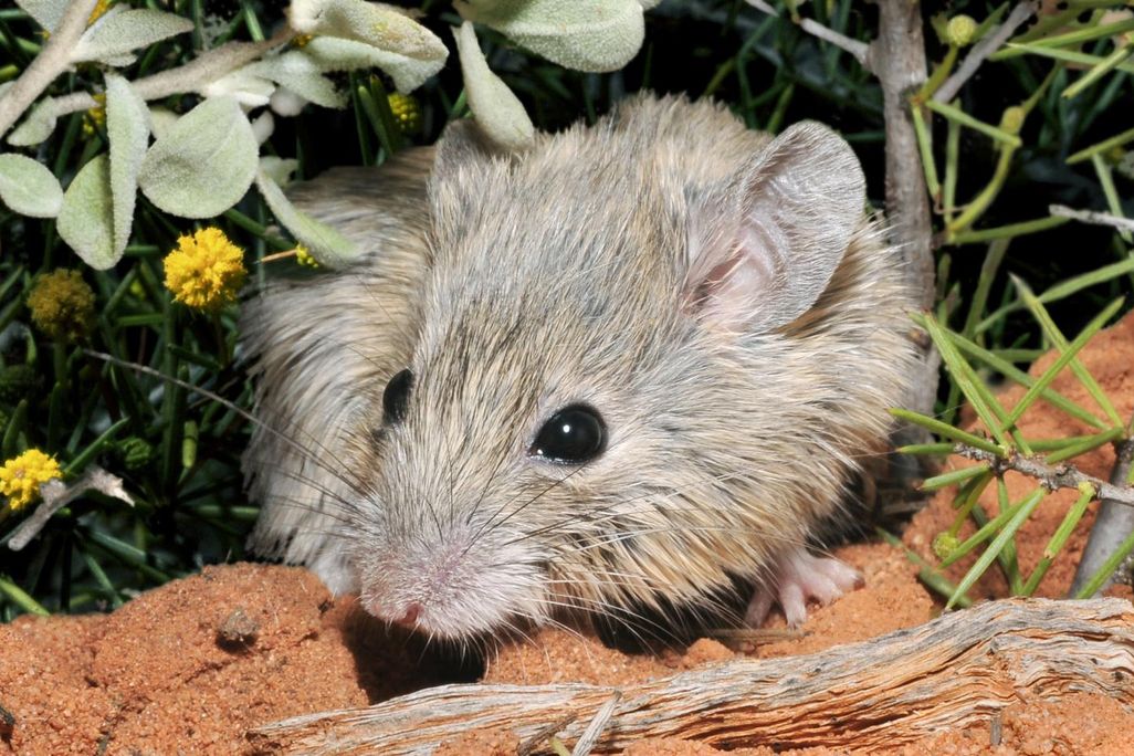 Shark Bay mouse