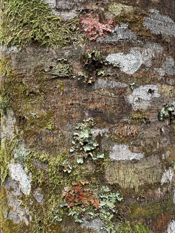 Tree Trunk thumbnail