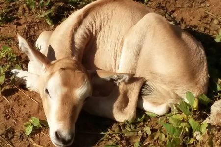 Scimitar-horned oryx calf