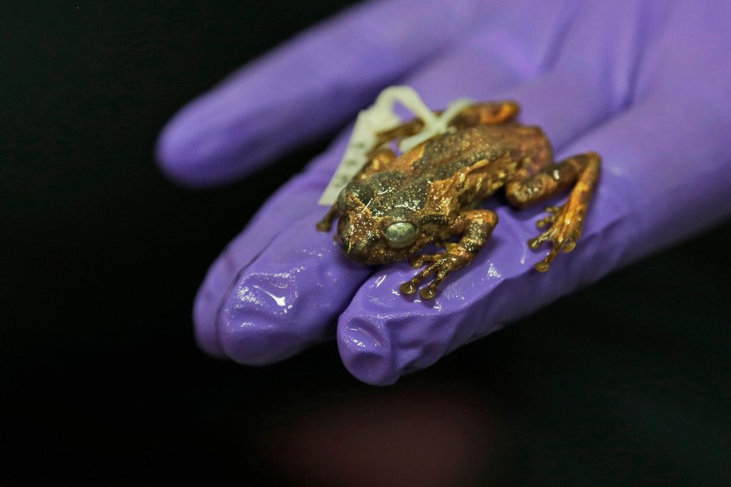 tree frog