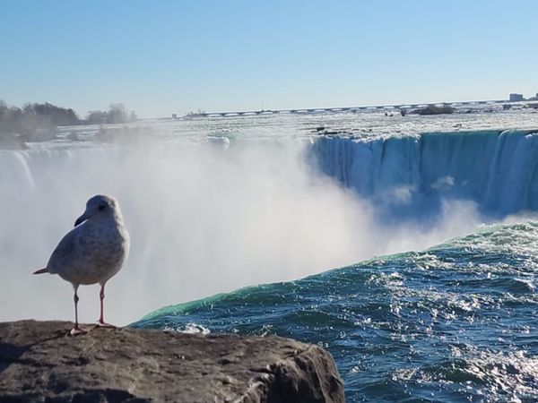 Seagull photo bomb while viewing the Niagara Falls thumbnail