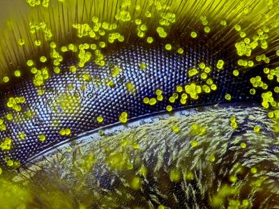 A honey bee’s eye dusted with pollen from a dandelion pollen magnified 120 times won 1st prize in the 2015 Nikon Small World competition.