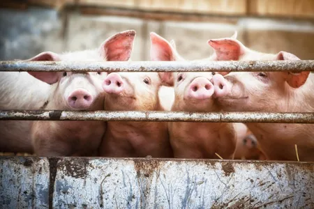 According to one group, animals consume eight times more antibiotics than human beings each year.