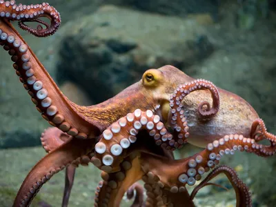 A viral video shows an octopus (not pictured) lashing out at an Australian tourist in shallow water.


