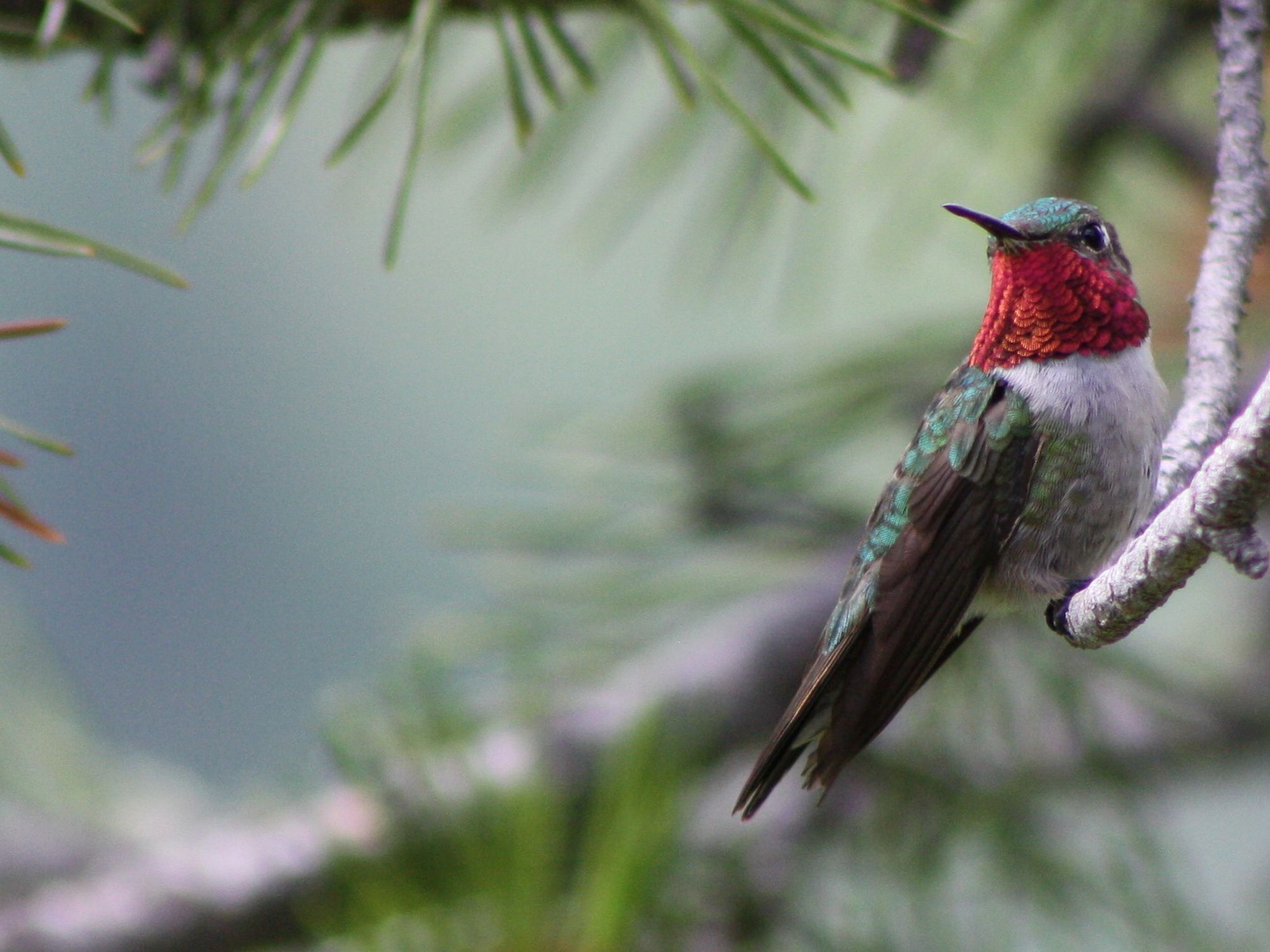Eight of Nature’s Wildest Mating Rituals | Smithsonian Voices ...