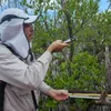 Andre Rovai measures mangrove growth in forest