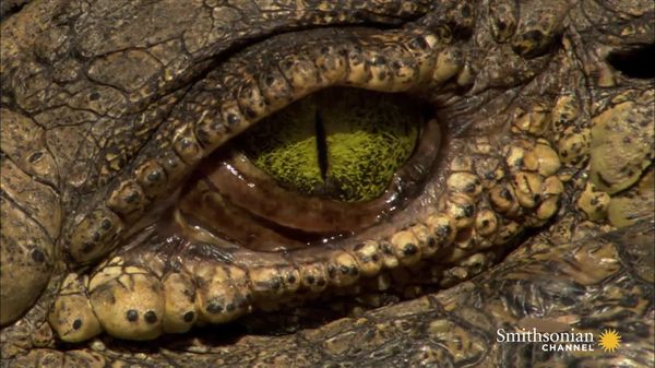 Preview thumbnail for Astounding Facts About Crocodile Eyes