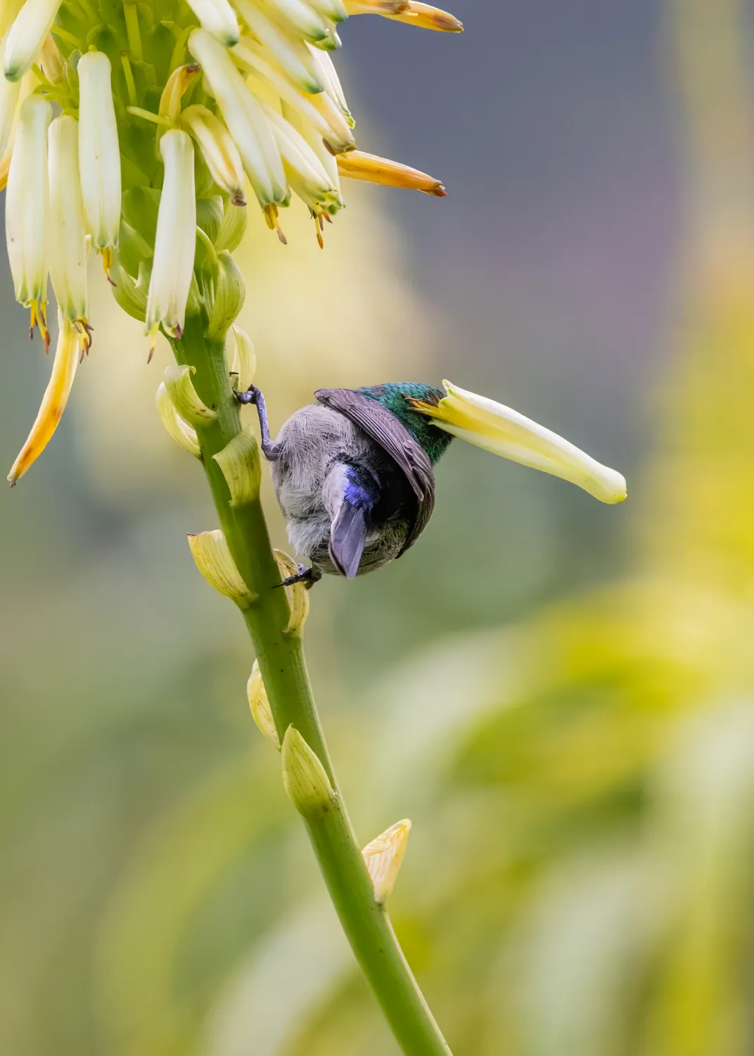 a bird with a flower part on its head