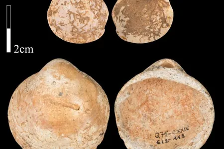 A set of 120,000-year-old shells from the Qafzeh Cave in northern Israel. Ancient humans collected these shells, which had natural perforations, and arranged them on lengths of string.