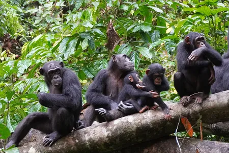 A group of chimpanzees at elevation listen for rivals.