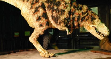 The juvenile tyrannosaur puppet at the Natural History Museum of Los Angeles County