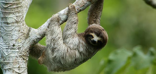 Three toed sloth in Panama
