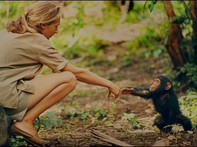 Jane Goodall reaches out to touch hands with Flint, the first infant born at Gombe after her arrival. 