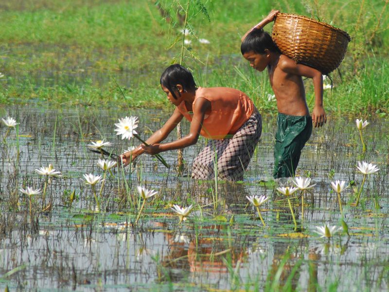 plucking flowers Smithsonian Photo Contest Smithsonian Magazine