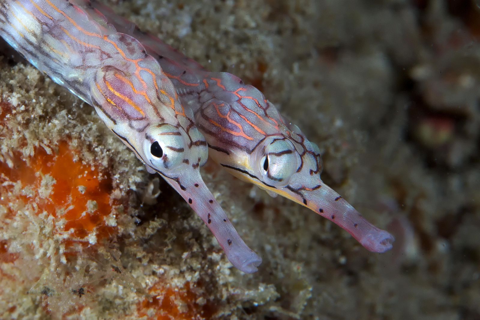 Pregnant Male Pipefish Are the Sea's Swaggery Swingers | Science|  Smithsonian Magazine