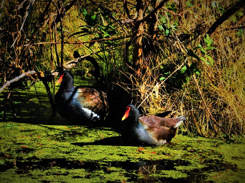 Marsh Hens Smithsonian Photo Contest Smithsonian Magazine