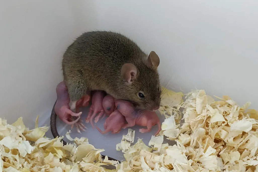 A mouse and its babies