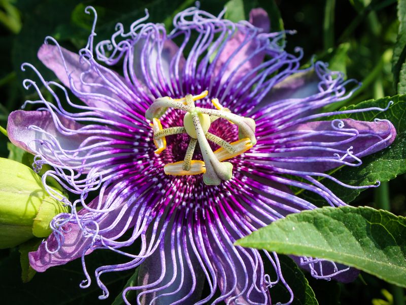 Purple Passion Flower | Smithsonian Photo Contest | Smithsonian Magazine