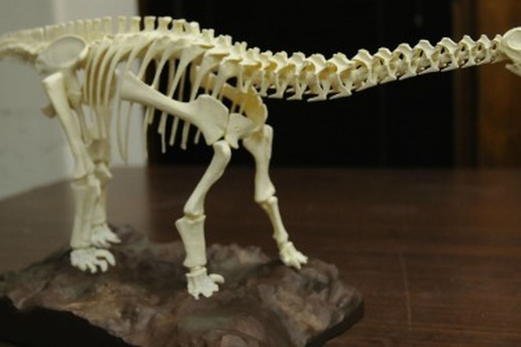 Apatosaurus