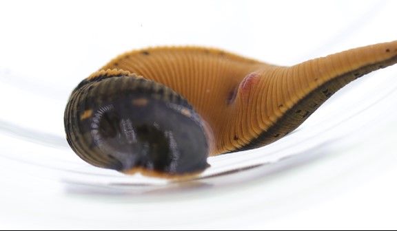 Close up of a brown and orange leech (Macrobdella mimicus) in a clear jar