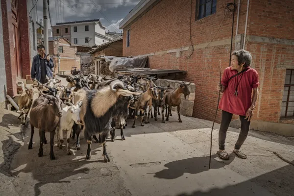 Herd sheep on village road thumbnail