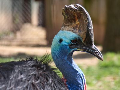 The National Zoo's resident cassowary in 2010.