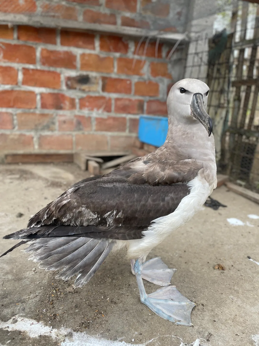 Large bird with gray feathers and webbed feet standing on concrete against brick wall