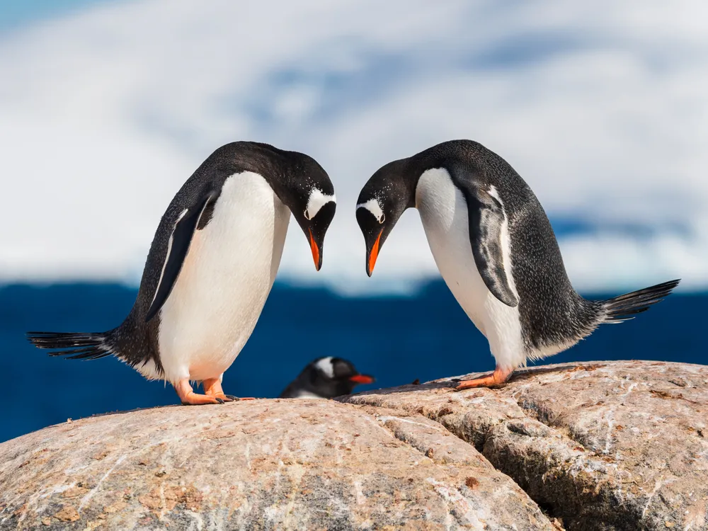 1 - Penguins are attentive parents, with both males and females sharing the work. Here, displaying a common practice, each partner faces the other with a bowed head.
