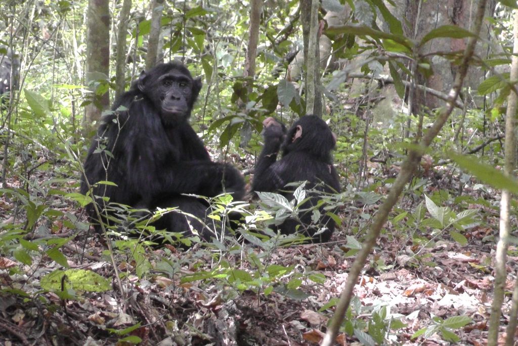 An image of two rainforest chimpanzees sitting among the foliage