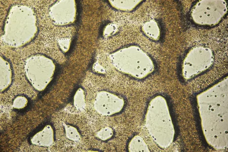 The slime mold, physarum polycephalum