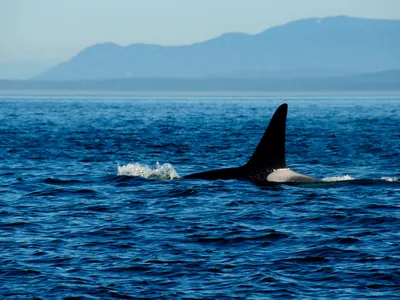 One difference between resident and transient killer whales is their fins. Residents have more rounded, curved dorsal fins, while those of transients are straighter and more pointed.