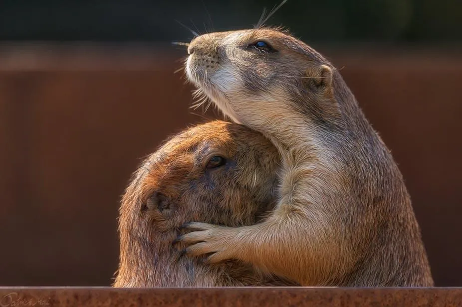 How do animals think and feel?