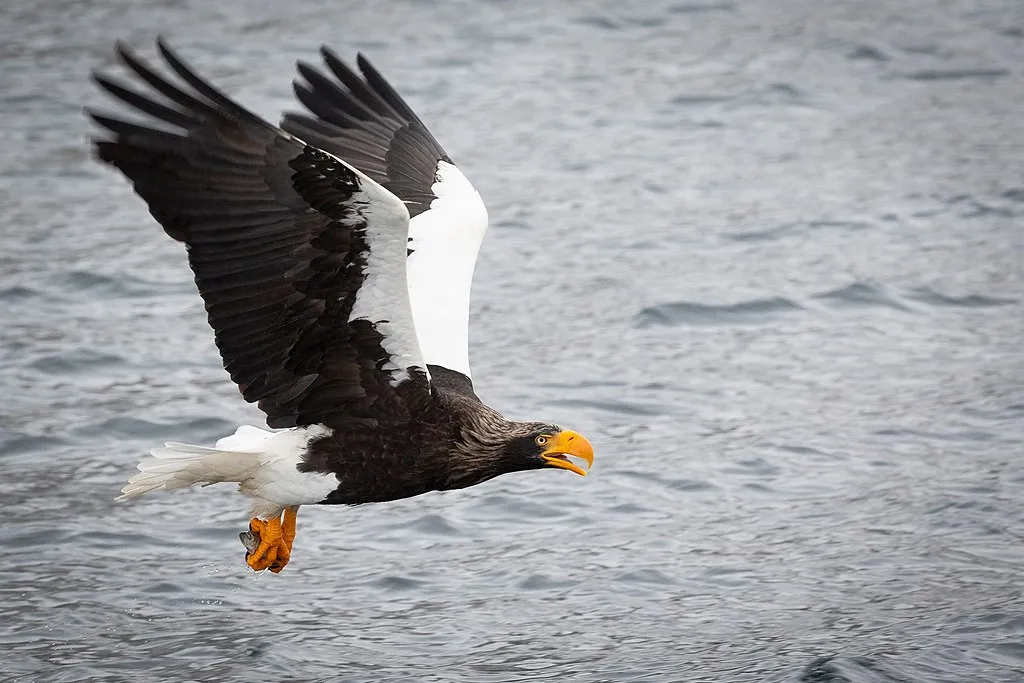 Large black and white bird with yellow beak and yellow feet above the water