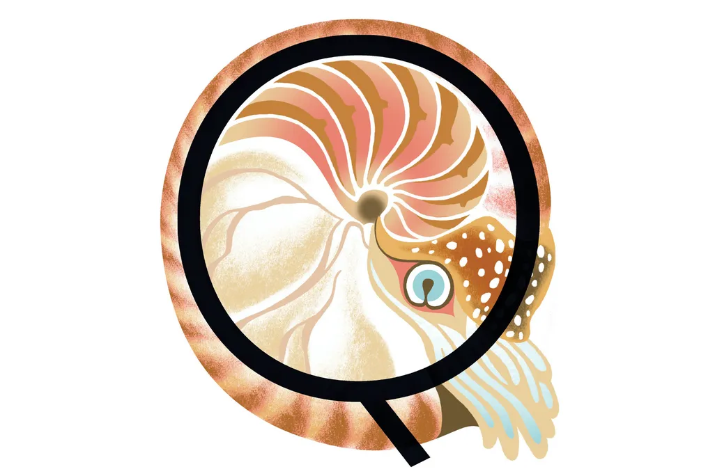 Mollusk illo