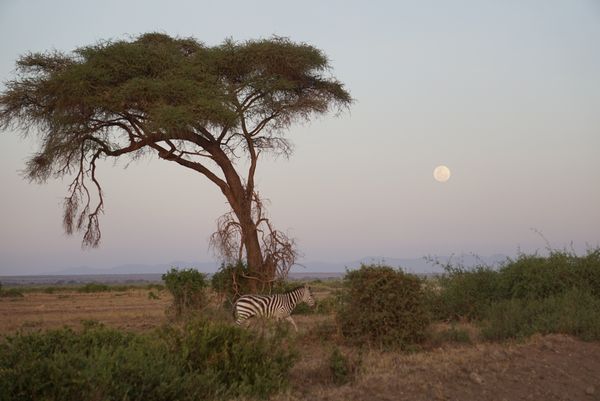 Walking Home after a long day in the Serengeti National Park, Tanzania thumbnail