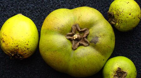 The Black Sapote fruit develops a distinct “chocolate pudding” flavor after it has softened on the ground for a week or two.