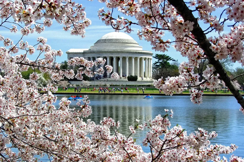 A view of the Jefferson Memorial across the Tidal Basin, seen through pink cherry blossom tree branches