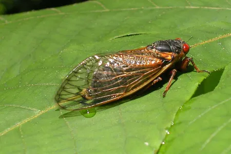 A newly emerged cicada from Brood X suns itself.