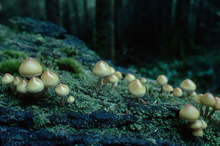 A marriage of local foods advocacy and recession-consciousness, mushroom foraging is especially hot stuff in rainy Oregon.