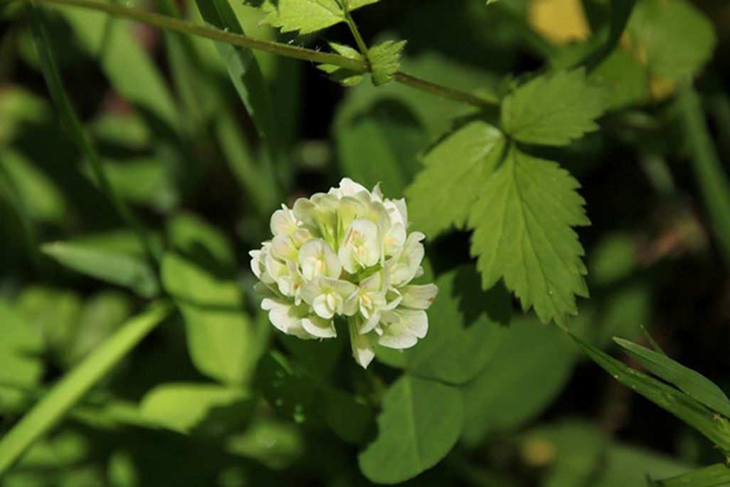 Running Buffalo Clover