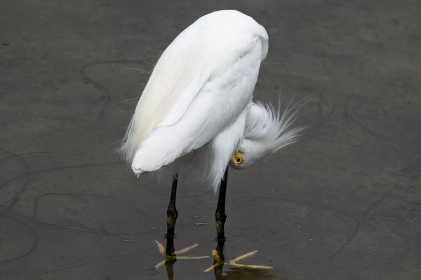 Playfull Snowy Egret captured on the pacific coast thumbnail