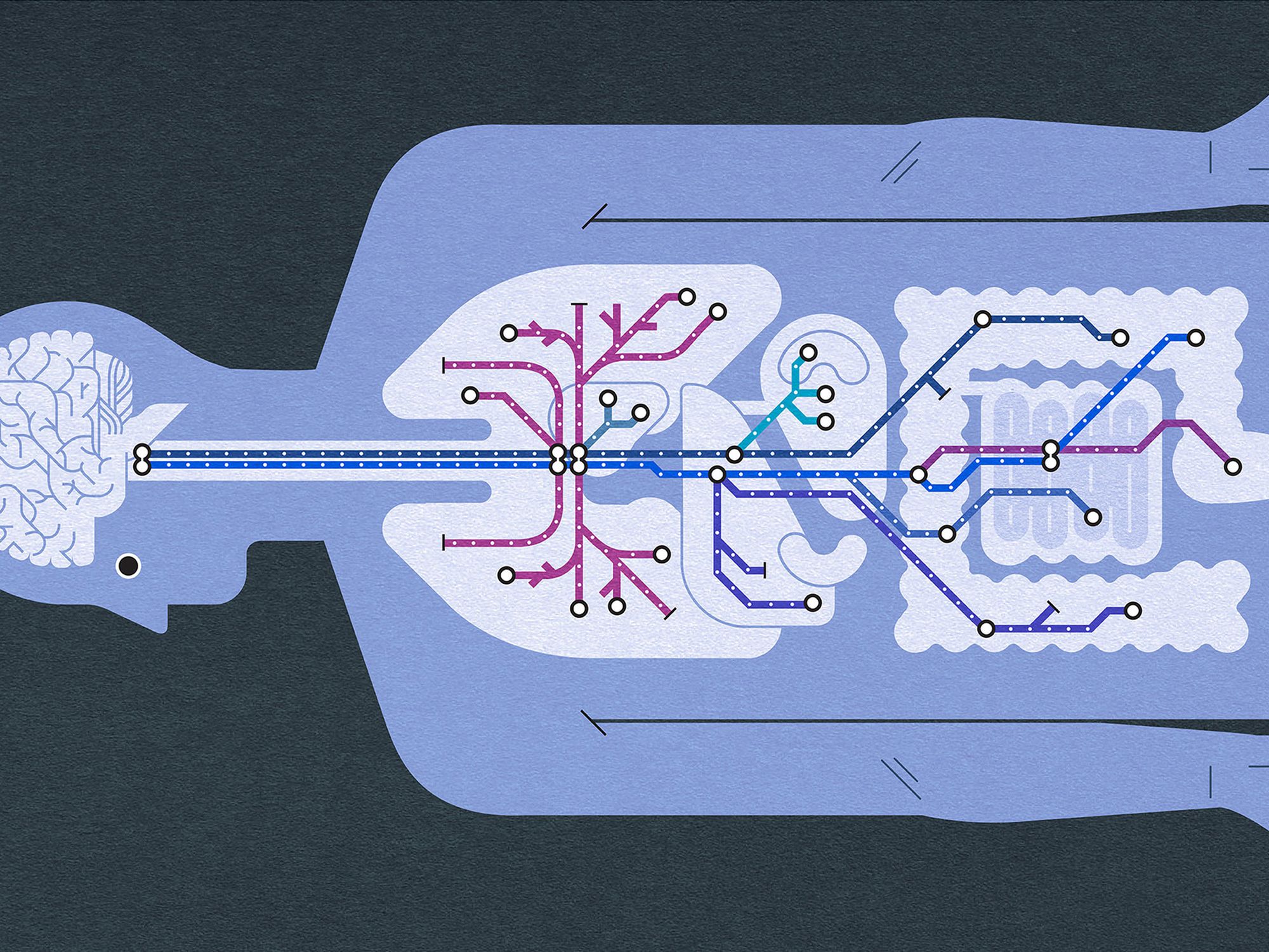 Everything You Wanted to Know About the Longest Nerve in the Body