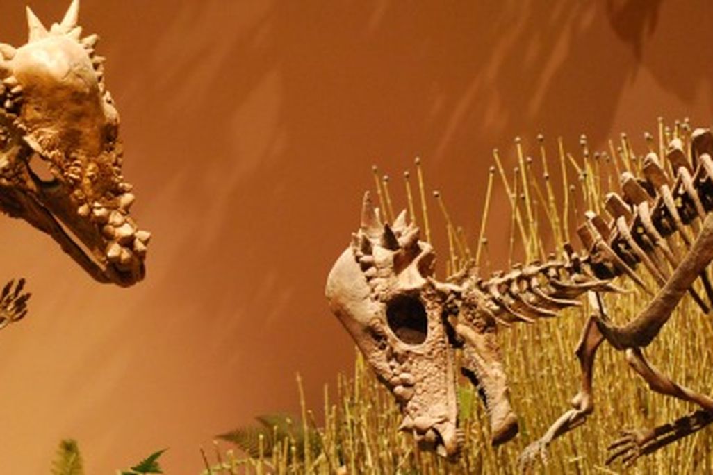 A pair of Pachycephalosaurus face off at the Museum of Ancient Life in Utah.