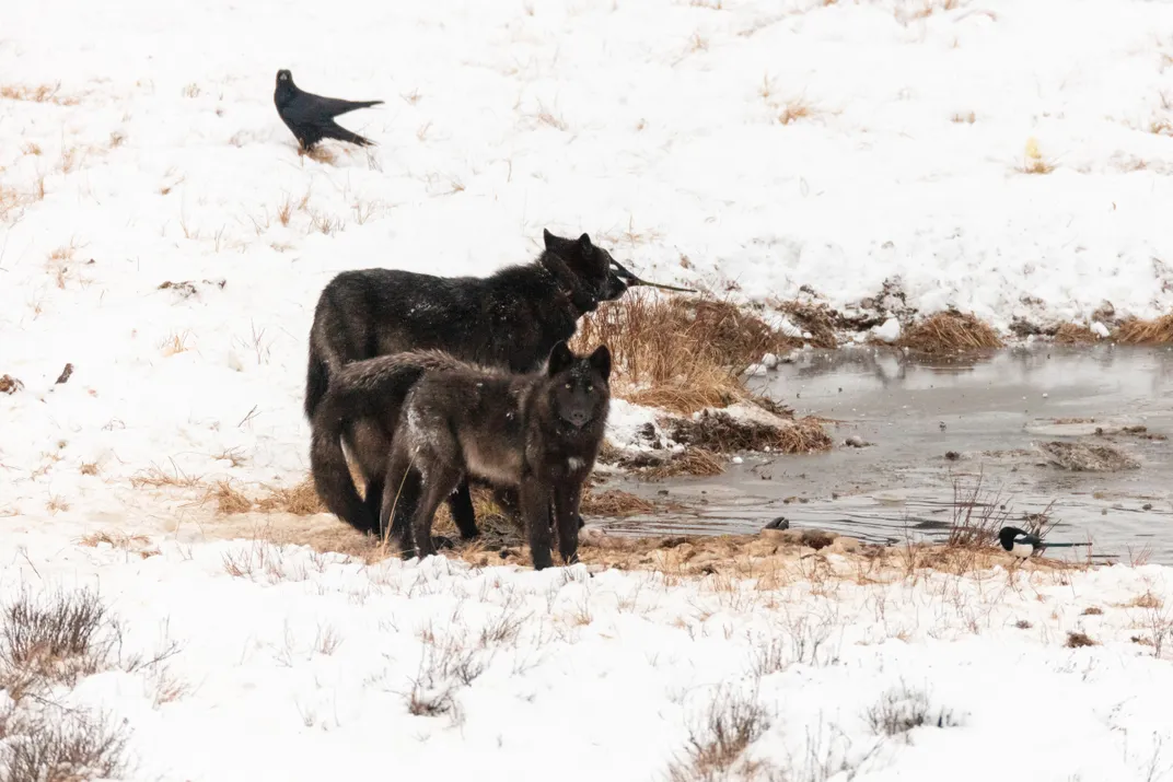 two black wolves stand beside a pond with a couple of birds nearby