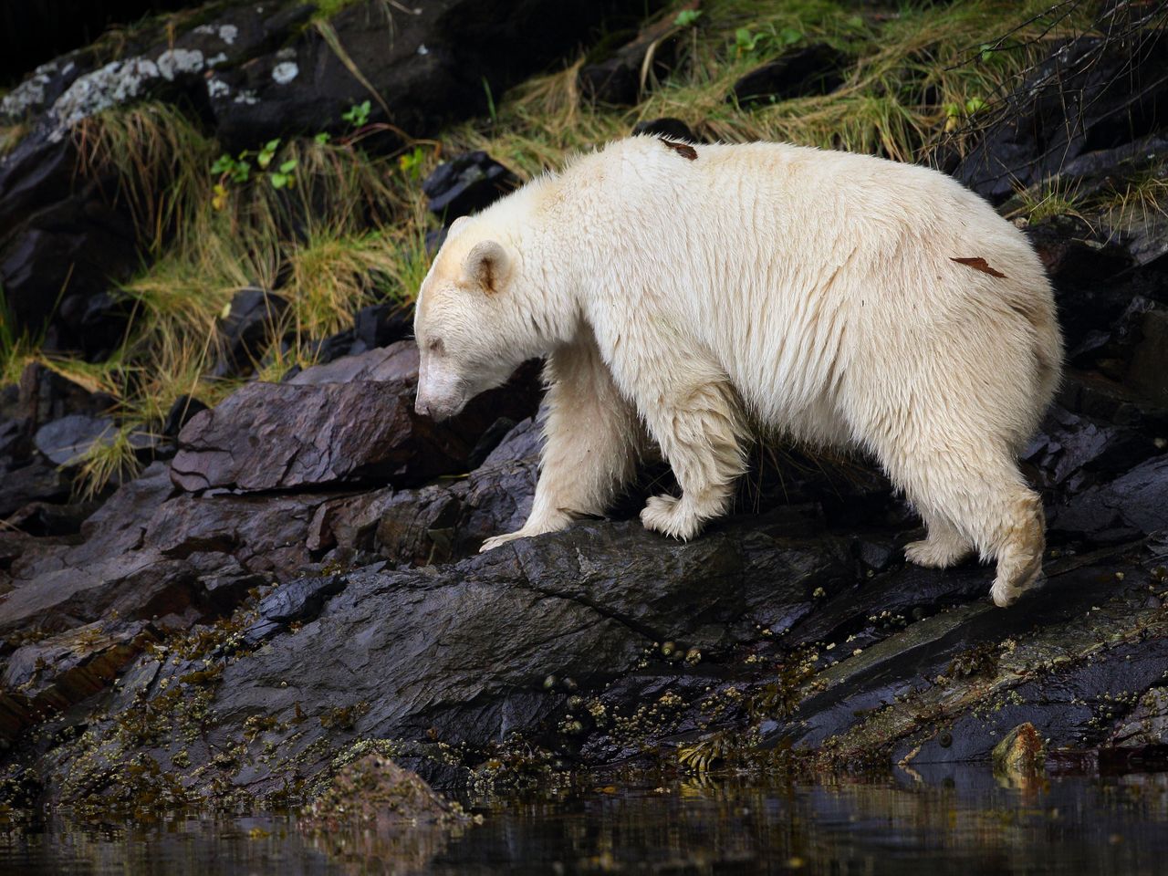 This Rare, White Bear May Be the Key to Saving a Canadian Rainforest