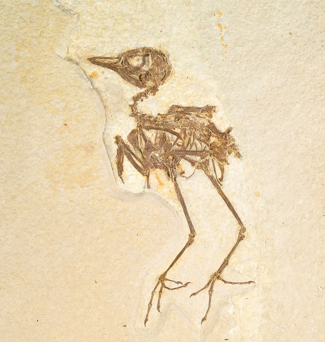 bird fossil