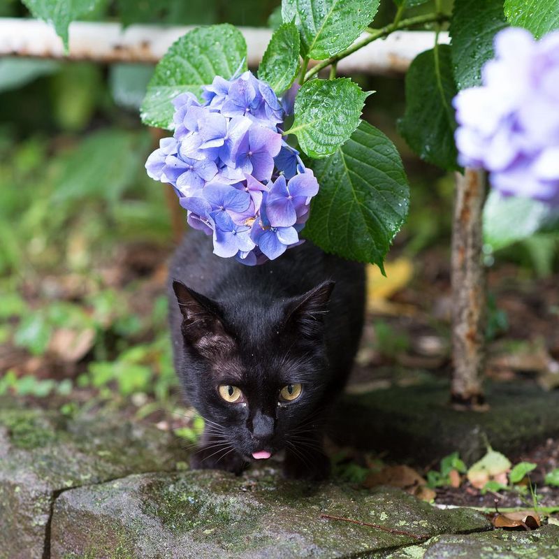Black cats are often adopted last. Kitten finds luck before Halloween